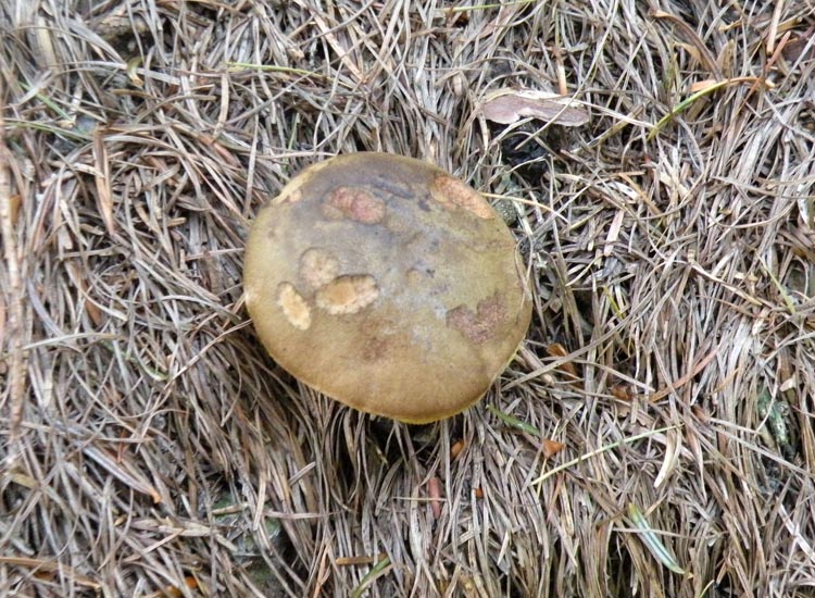 Due Boletaceae trentine